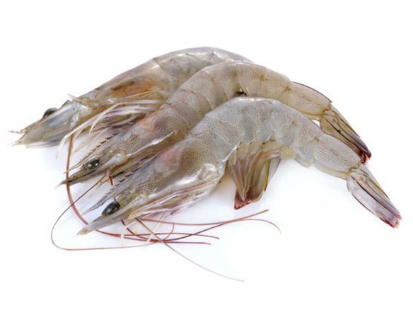 Shrimp